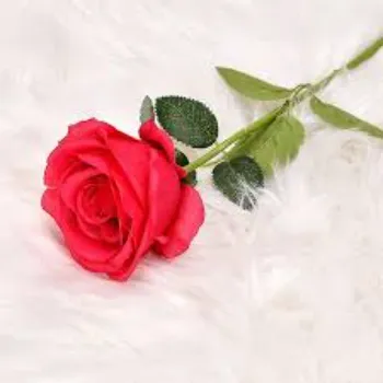 Red Rose Flower
